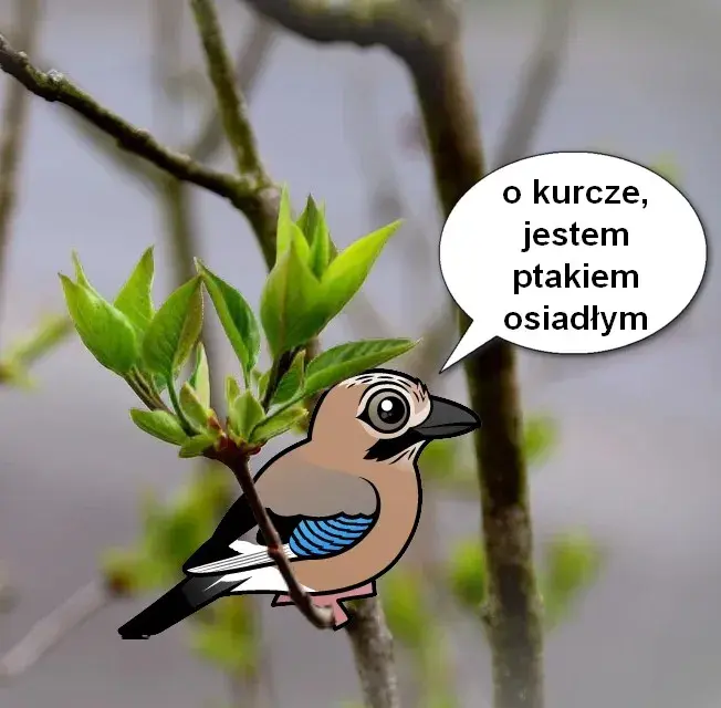 Zdjęcie Jak sójka za morze – znaczenie przysłowia i jego kontekst w poezji